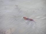 river otter or muskrat cruising the Arno