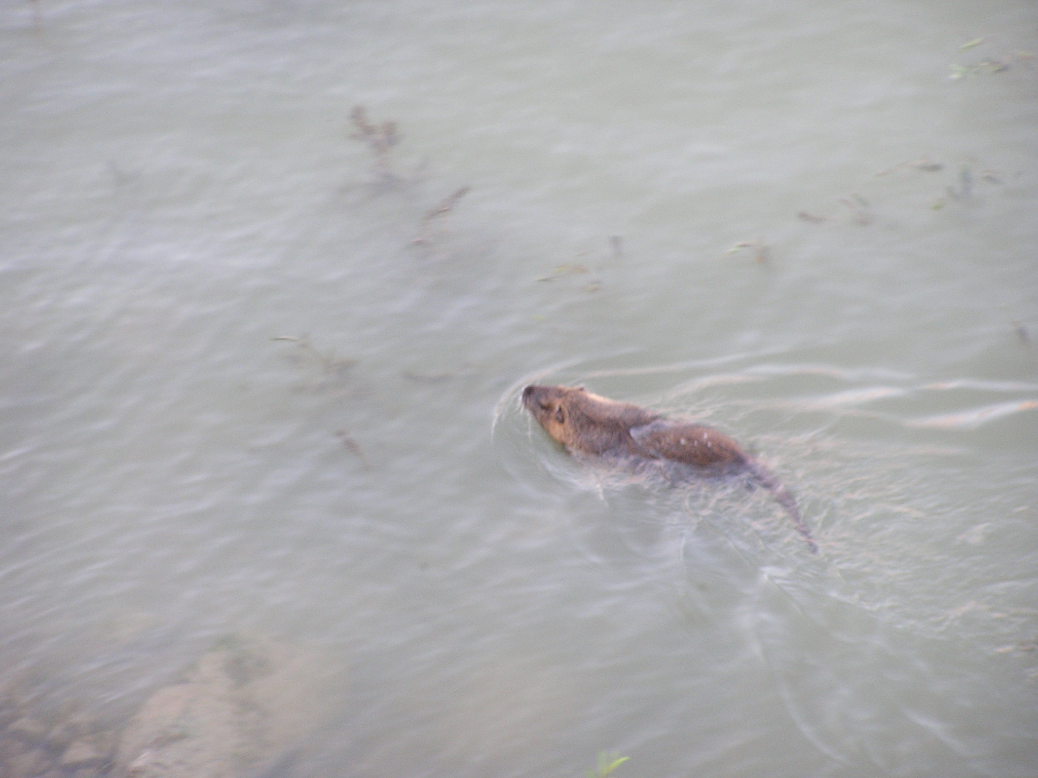 river otter or muskrat cruising the Arno