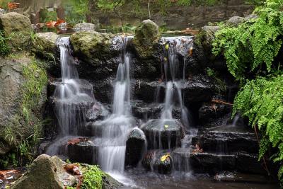Fern Dell in Griffith Park California - 12/03