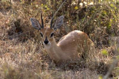 Steenbok