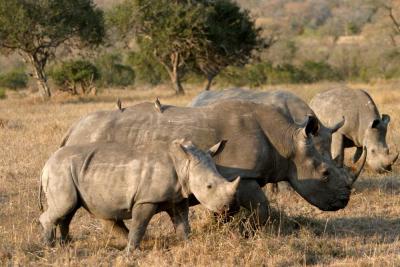 Rhino group