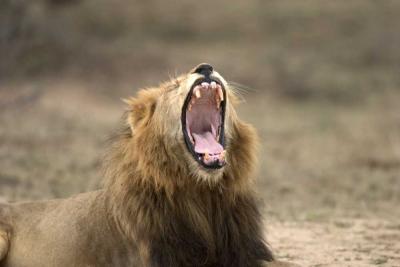 Lion - roaring or yawning?