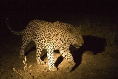 Malamala leopard in spotlight