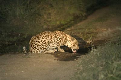 MalaMala leopard drinking in spotlight