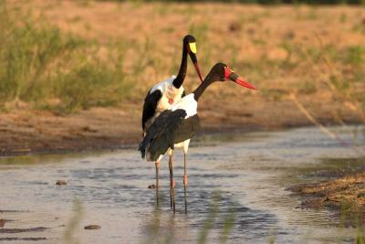 saddle billed stork