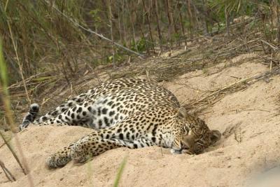 MalaMala leopard napping in the sand