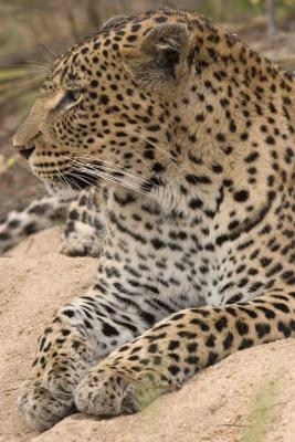 MM leopard