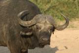 Cape Buffalo