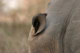 an avian q-tip  (oxpecker in the ear)