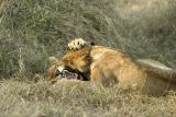 lions playing