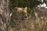 MalaMala close up Leopard