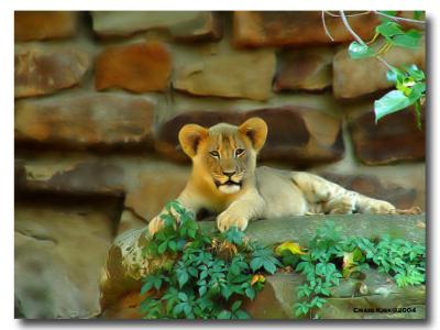  Fort Worth Zoo Lion Cub-01_Neat Image.jpg