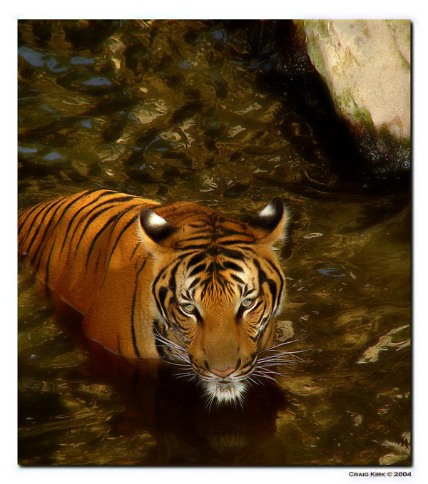 Fort Worth Zoo. IndoChinese/Malayan Tiger.jpg