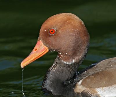 red crested pochard toothy