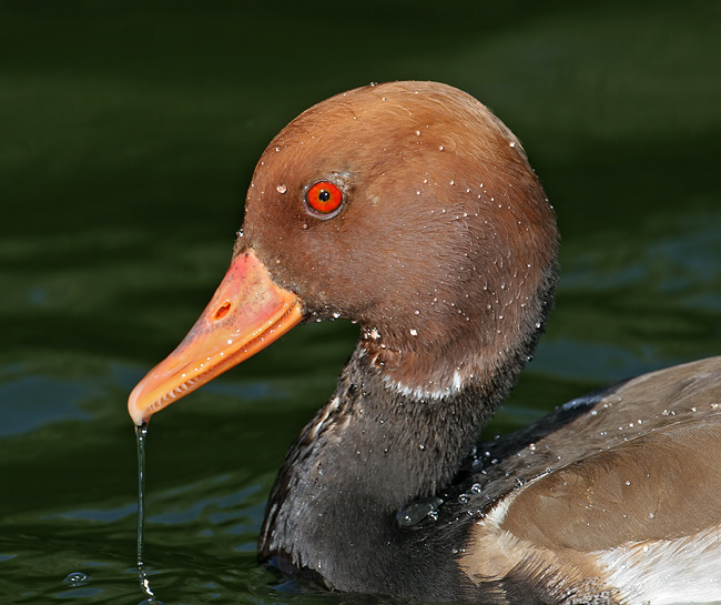 red crested pochard toothy
