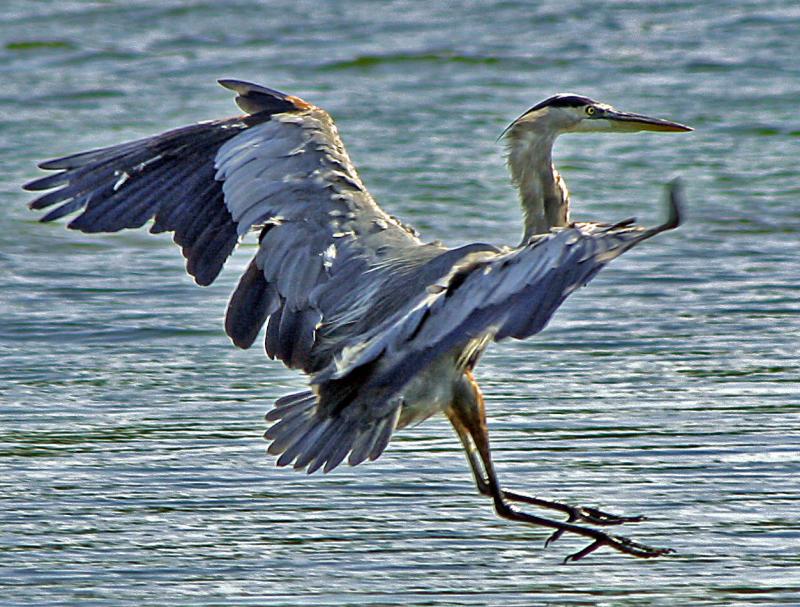 Heron landing