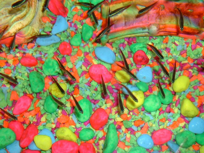 November 18 2003: <br>Flourescent