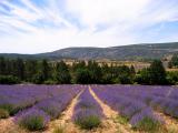 Lavender fields 2.jpg