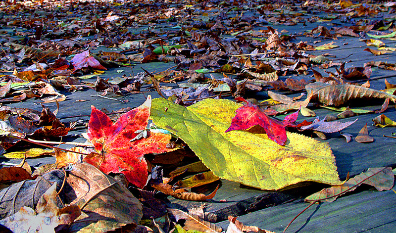DSCF5360A2ae.jpg