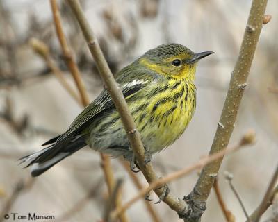 Cape-May Warbler