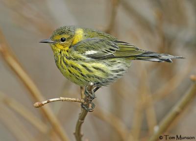 Cape-May Warbler