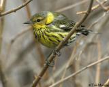 Cape-May Warbler