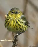 Cape-May Warbler