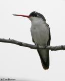 Violet-crowned Hummingbird