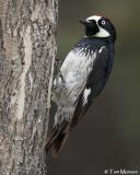 Acorn Woodpecker