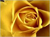 yellow rose