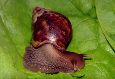 Giant African Snail-1
