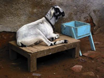 goat and blue cart