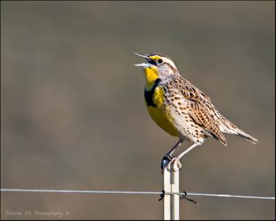 Western Meadowlark...