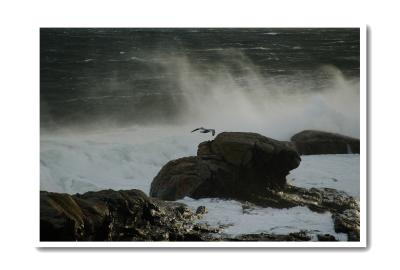 ...that the seagulls appear to be suspended in thin air by...