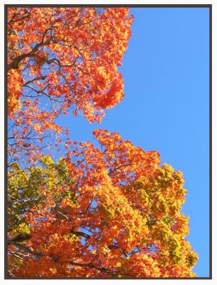 ....like this! Fall, fall, fall....not YOU, leaves!
