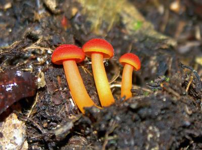 Hygrocybe sp.