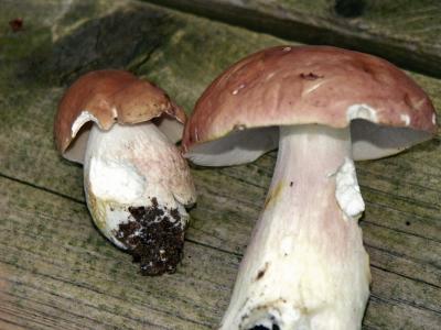 Boletus edulis (or Xanthoconium separans!*)