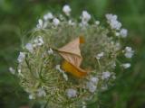 August 2, 2004<br>Basket of Lace