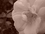 DSC07630.JPG
