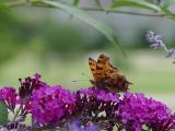 DSC07830 Comma.JPG