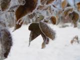 DSC01990.JPG