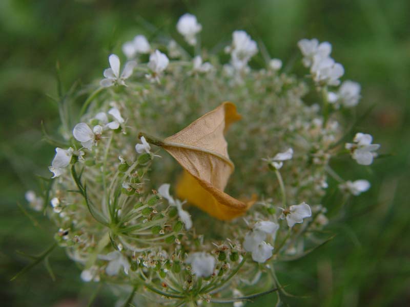 August 2, 2004<br>Basket of Lace