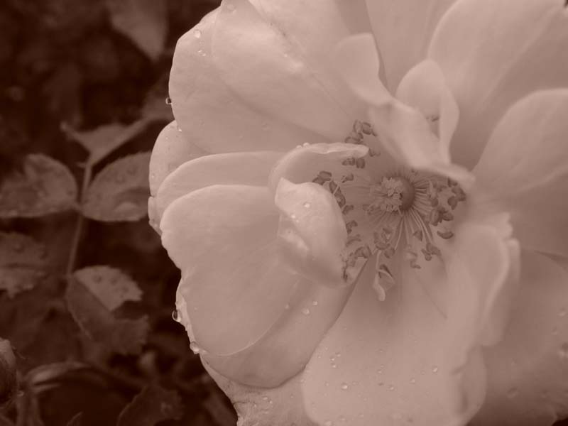 DSC07630.JPG