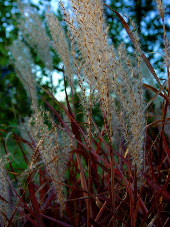 September 29, 2004<br><font size=2>Bloodgrass in the Sun</font><br>Day 146