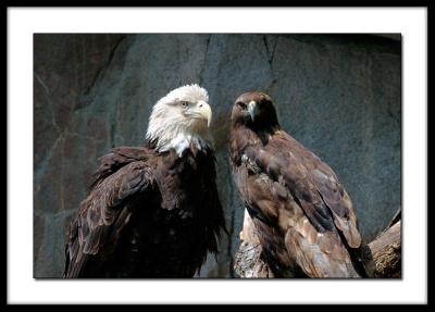 Eagle and Hawk
