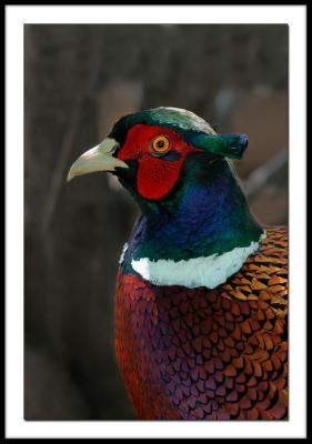 Pheasant