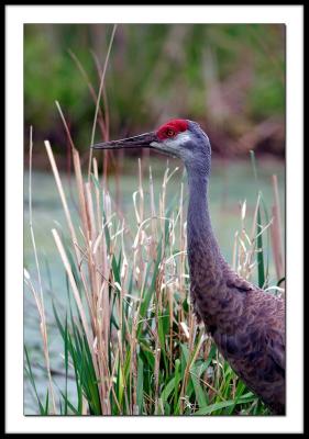 Sand Hill Crane