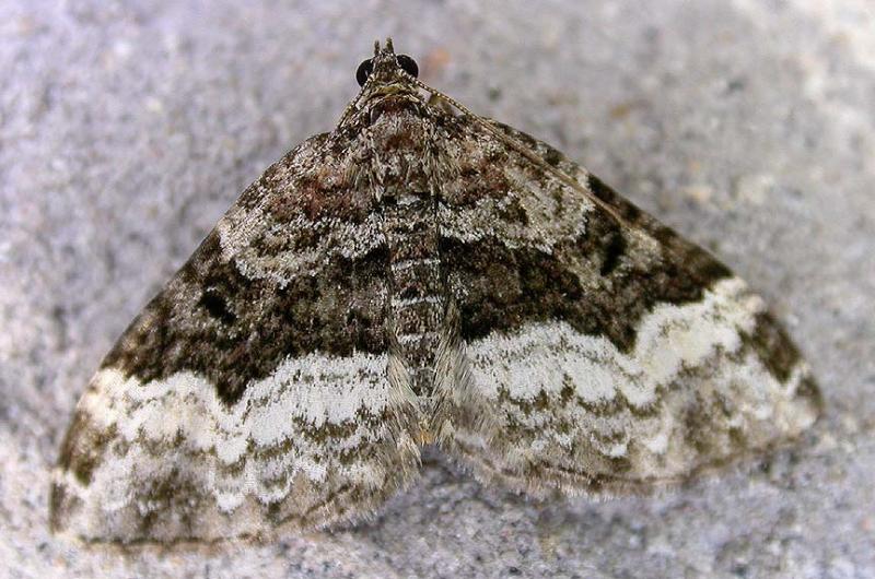 Euphyia intermediata - 7399a - Sharp-angled Carpet Moth