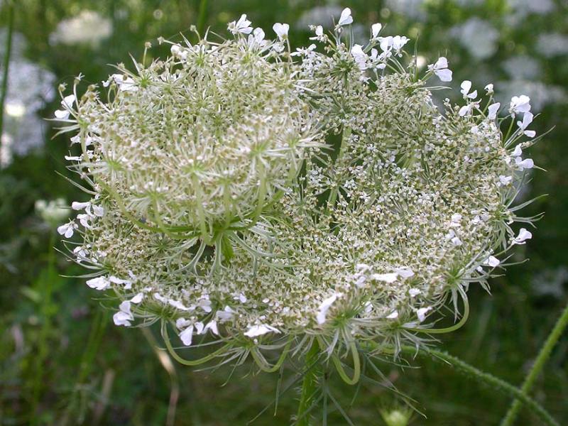 cup-and-saucer of Queen Annes Lace
