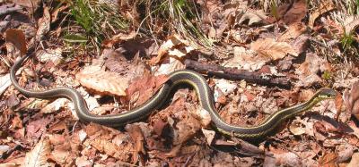 Thamnophis sirtalis sirtalis